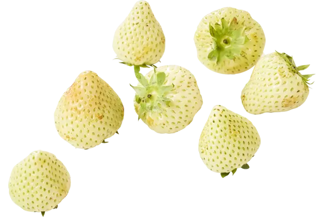 Fraises pas mûr 500g pièce
